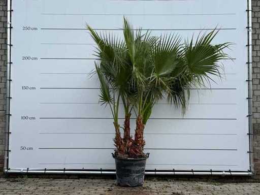 Mexican fan palm multi-stemmed - Washingtonia Robusta - height approx. 250 cm