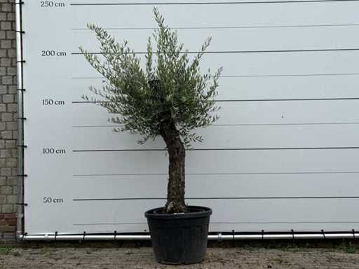 Tronc fantaisiste d’olivier Hojiblanca - Olea Europaea - environ 40 ans - hauteur environ 200 cm