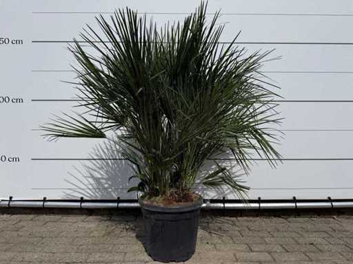 European dwarf palmetto M - Chamaerops Humilis - height approx. 150 cm