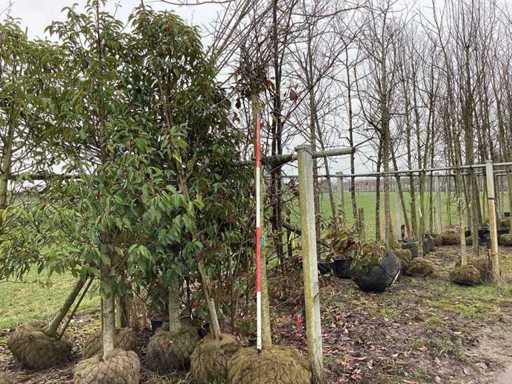 Arțar Boles - Arbori topiari