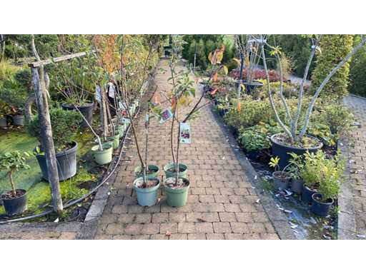Fruit / fruit tree mix (4x)