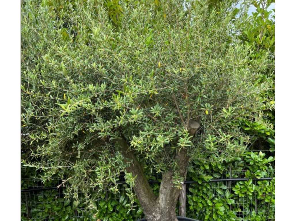 olijfboom 250cm, stamomvang 95cm