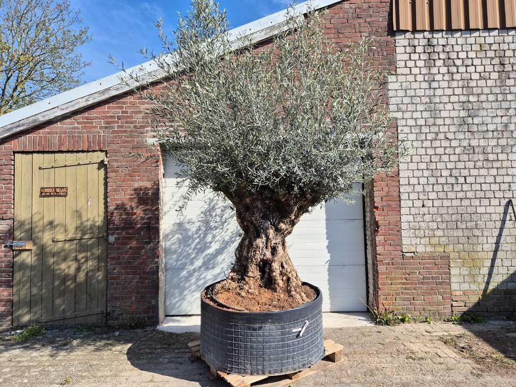 Olive tree Bonsai XL - Olea Europaea - 250 years old - height approx. 350 cm
