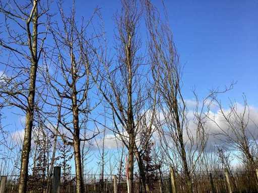 Groene Zuilbeuk - Vormboom