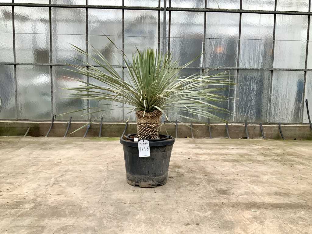 palma (Yucca Rostrata)