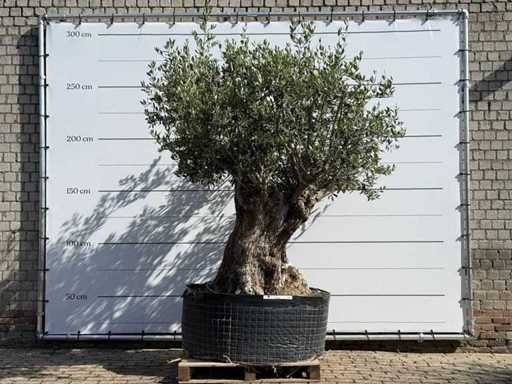 Olive tree Bonsai XL - Olea Europaea - approx. 150 years old - height approx. 280 cm