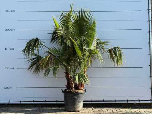 Mexican fan palm multi-stemmed - Washingtonia Robusta - height approx. 230 cm