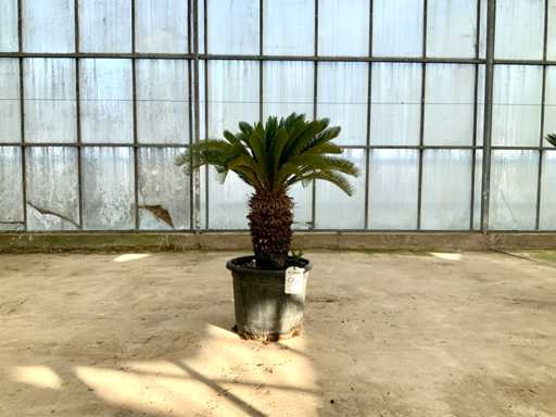Palm tree (Cycas revoluta)