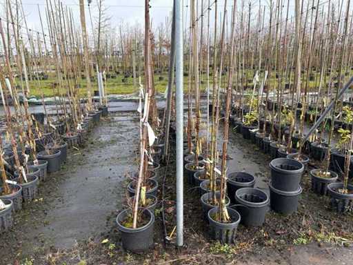 Various species - Ornamental trees (36x)