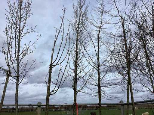 Hornbeam - Topiary tree