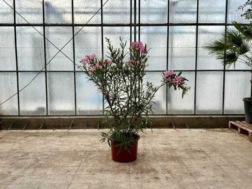 Nerium Oleander Pink