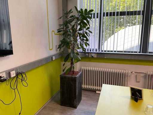 Plante hydroponique avec pot