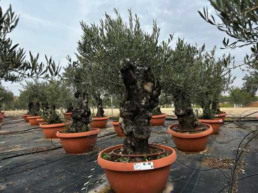  OLEA EUROPEA TARRINA 