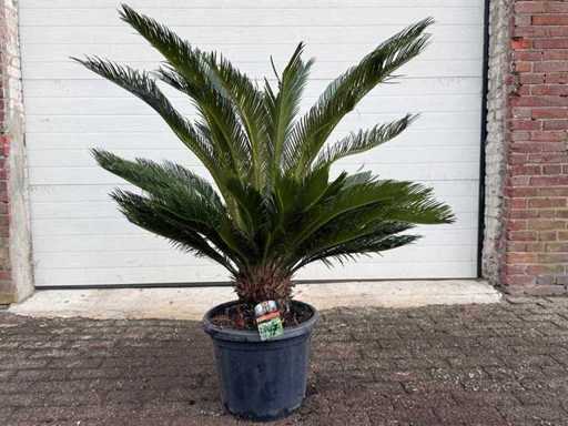 Palmierul Păcii - Cycas Revoluta - înălțime aprox. 120 cm