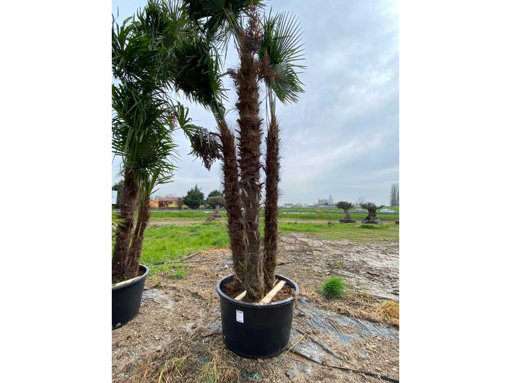 Exemplaar palmboom TRACHYCARPUS triple in pot
