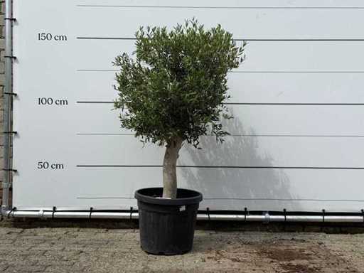 Olijfboom Florida - Olea Europaea - ca. 25 jaar oud - hoogte ca. 150 cm