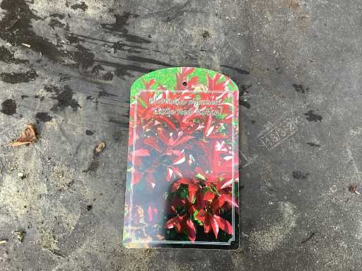 Struiken - Photinia (x70)