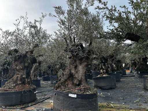  Olive tree in exemplary basket