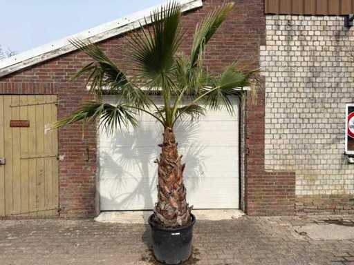 Mexicaanse Waaierpalm - Washingtonia Robusta - Hoogte ca. 280 cm