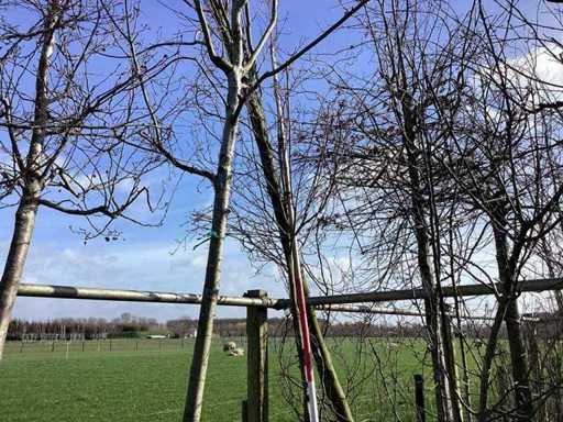 Krentenboom - Vormboom