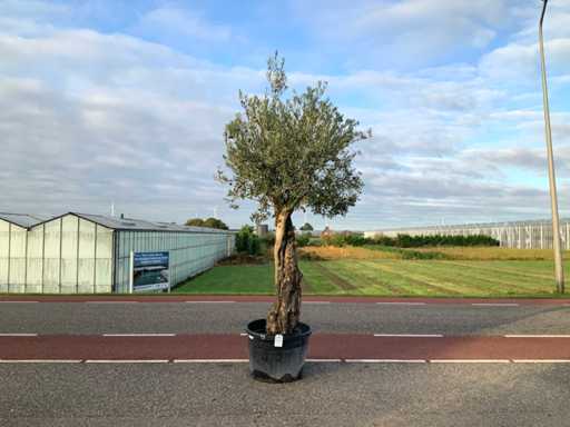 Olive tree (Olea Europaea Lessini)