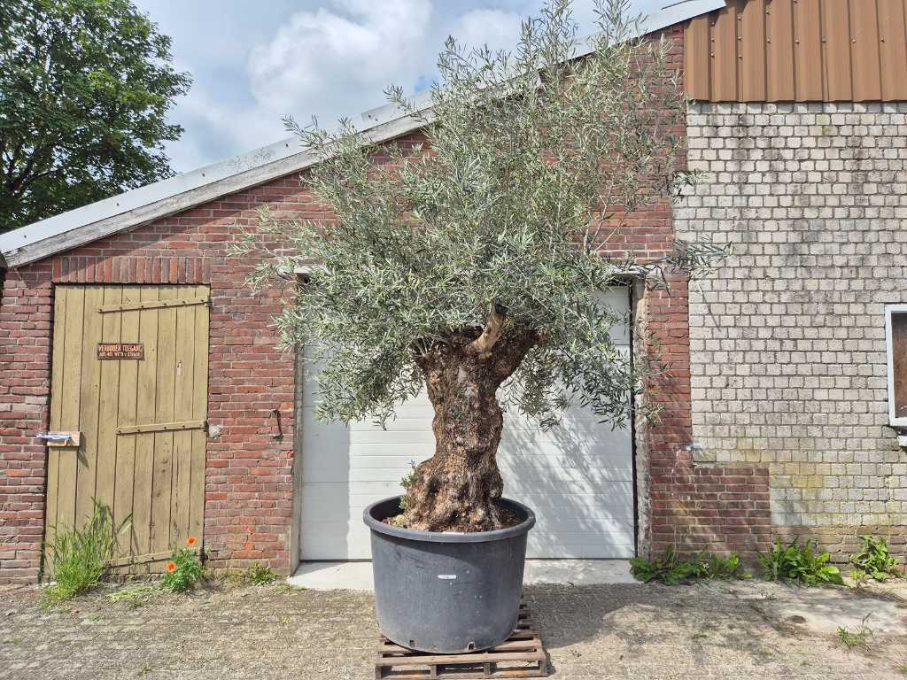Olivenbaum Bonsai XL - Olea Euopaea - 50 Jahre alt - Höhe ca. 350 cm