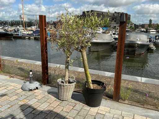Olea Europaea – Olivenbaum (2x)