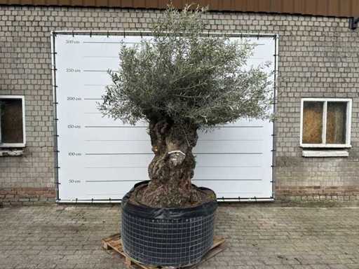 Olijfboom Bonsai XL - Olea Europaea - 100 jaar oud - Hoogte ca. 300 cm
