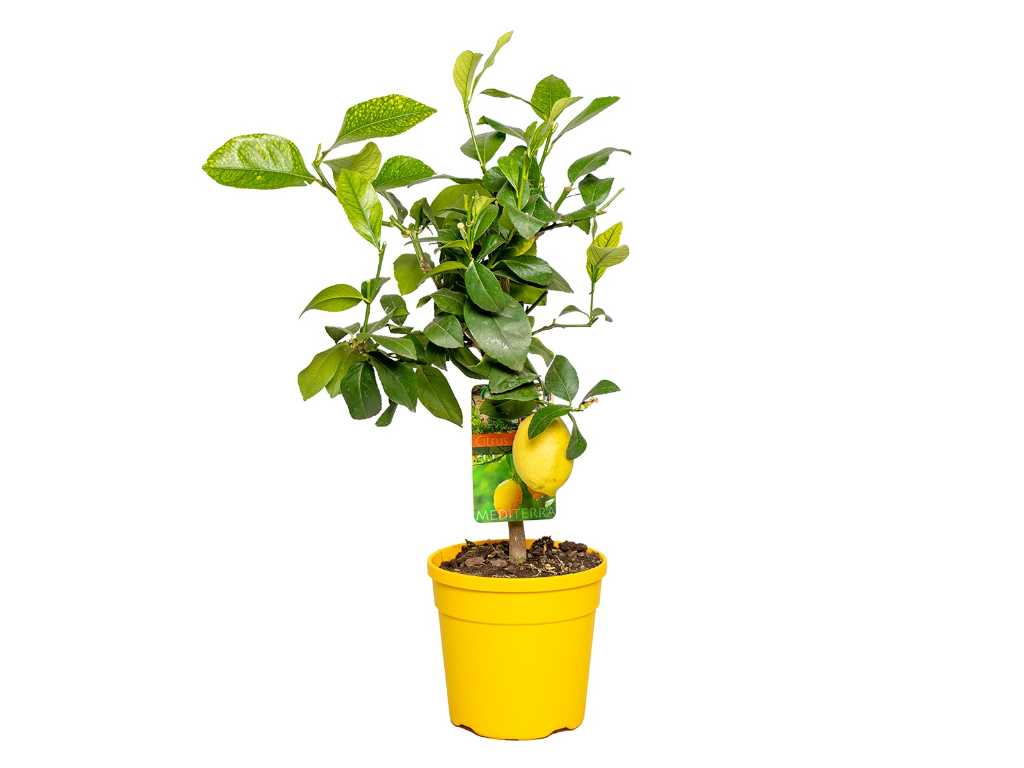 Citroenboom - Vrucht- / fruitboom - Citrus Limon