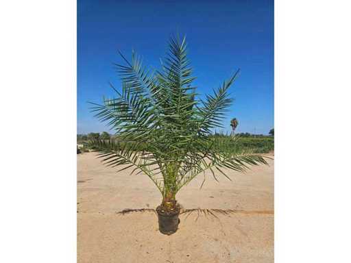 Fenix Palm 150 unități