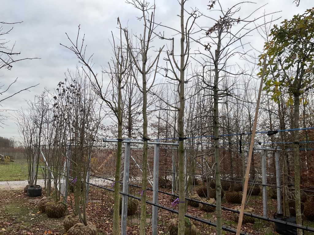 Arborele de plută Amur