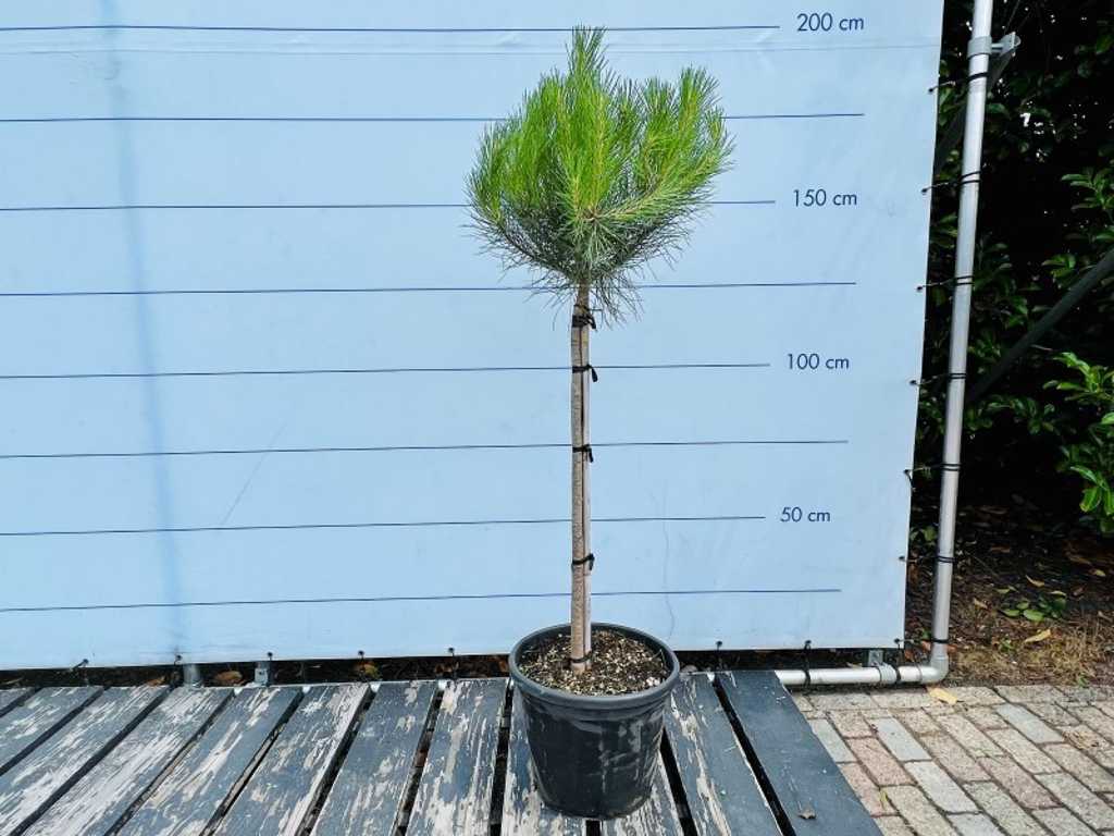 Pinus pinea 180/200cm