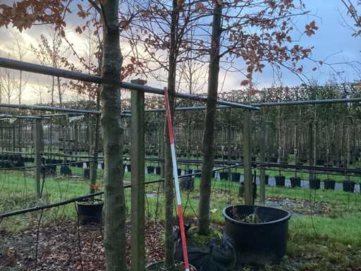 S?odka guma - Parkboom