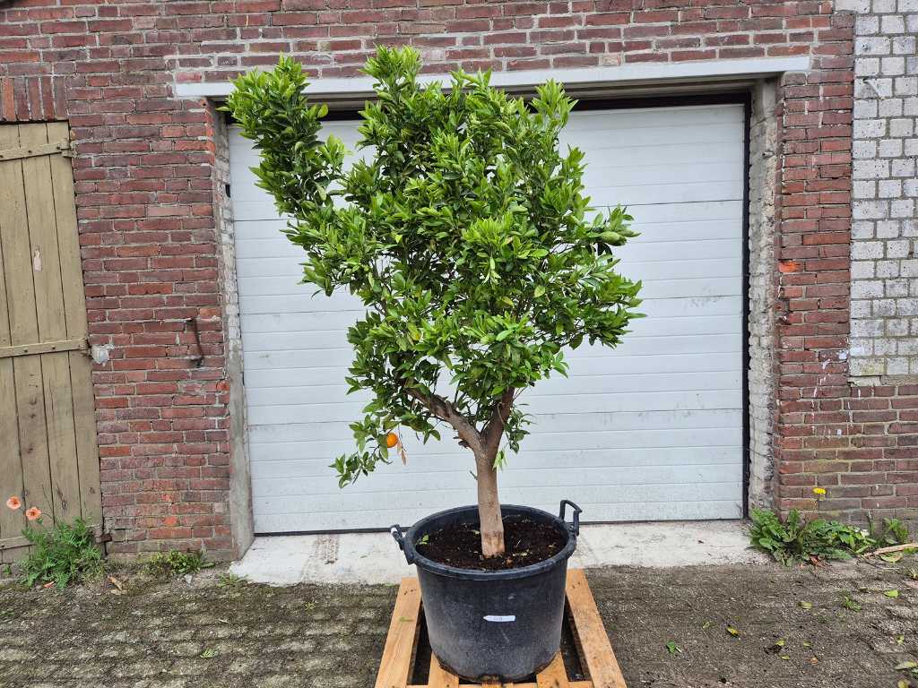 Mandarijnenboom - Citrus Reticulata -  Vrucht- / fruitboom - hoogte ca. 200 cm