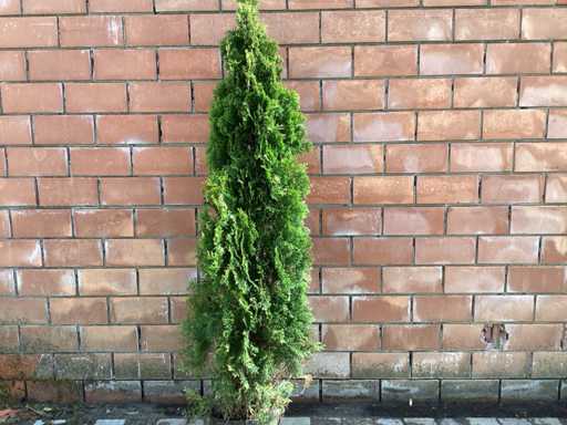 Coniferen - Thuya (x15)