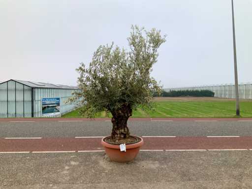 Olijfboom (Olea Europaea Lessini)