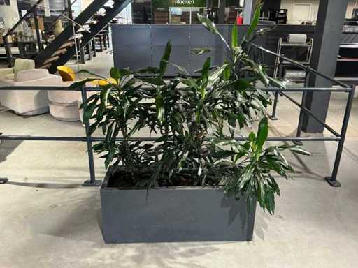 Planter with plants