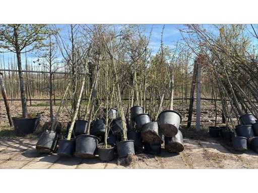 Arbore de bulevard (25x)