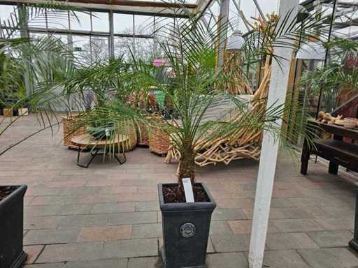 Magnificul palmier Phoenix Robellini în ghiveci cu design de grădină regală