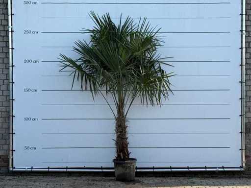 Chińska palma wachlarza – pień 60-80 cm – Trachycarpus fortunei – wysokość ok. 260 cm