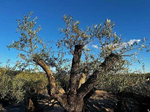 Jahrhundertealter Olivenbaum im Korb