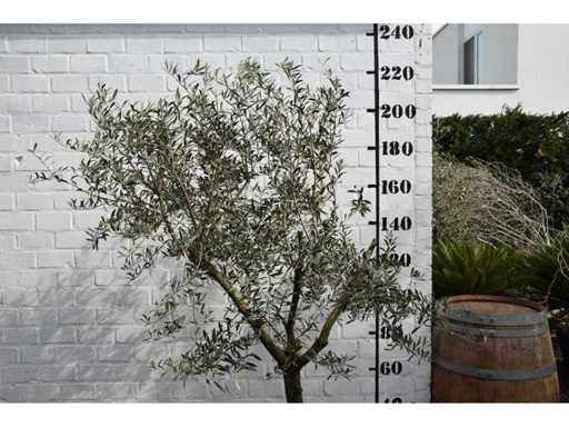 olijf young skin - Olijfboom