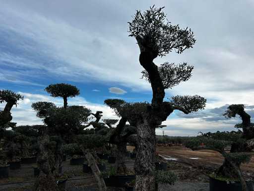  OLEA EUROPEA POM POM SECOLARE  