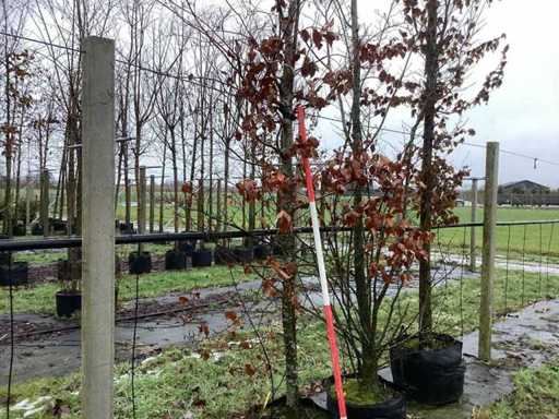 Zielony Buk - Parkboom