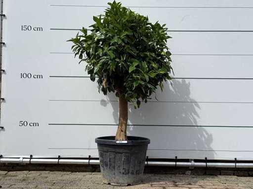 Grapefruit tree - Citrus Paradisi - height approx. 150 cm