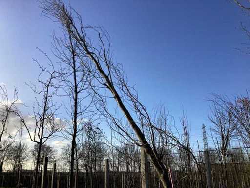 Groene Zuilbeuk - Vormboom (2x)