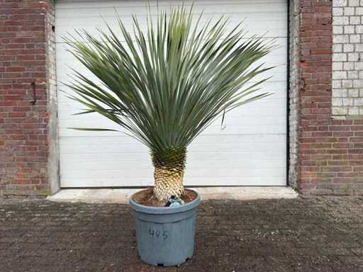 Palme faible L - Yucca rostrata - Taille environ 160 cm 