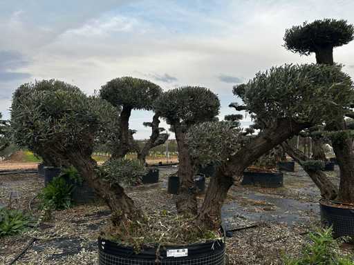  OLEA EUROPEA POM POM SECOLARE  