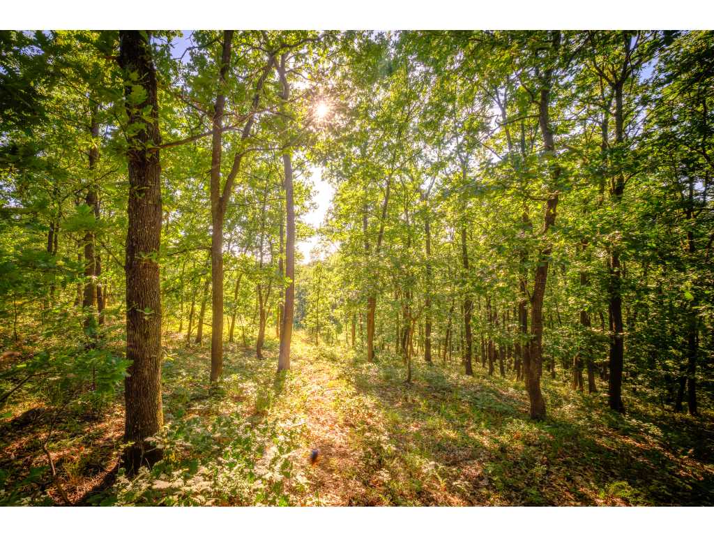 27,771 m2 of forest land, Vidin region - Bulgaria
