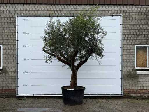 Măslin Piel Joven XL - Olea Europaea - aprox. 60 de ani - înălțime aprox. 270 cm